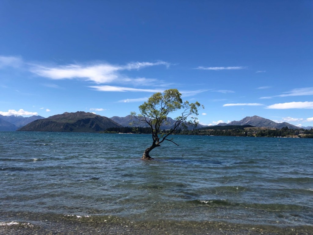 The most famous tree in New Zealand