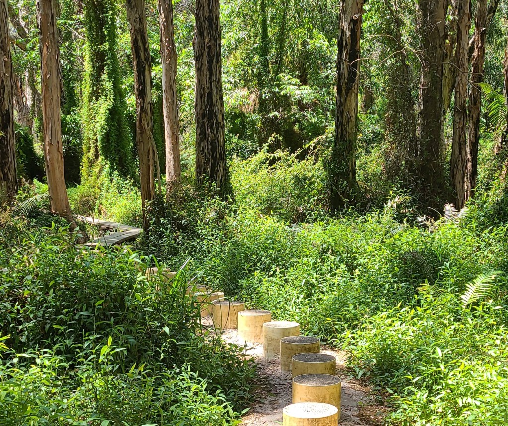 Paperbark Forest Boardwalk, a short loop walk through tall trees