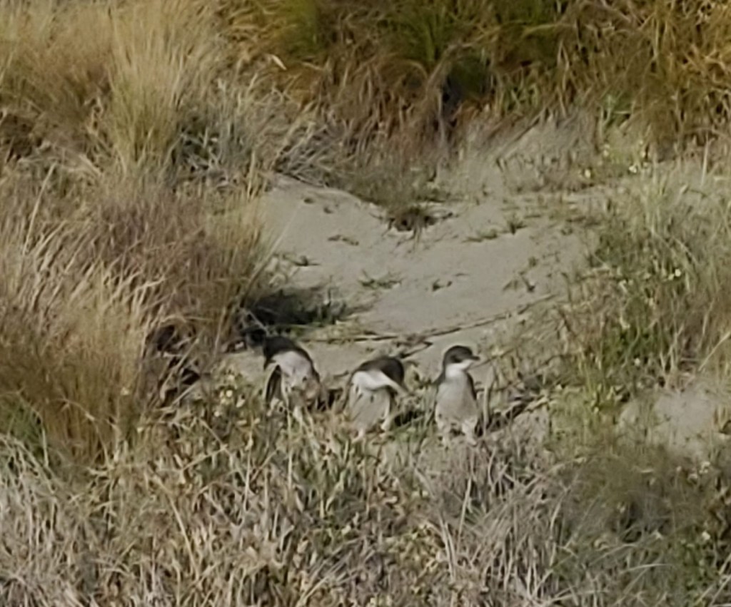 Little blue penguins on Timaru Beach